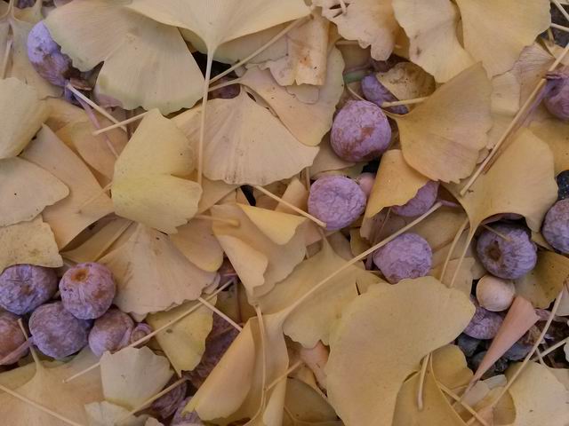 Ginkgo biloba?   S